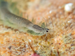 Pterocirrus