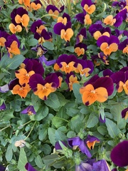 Viola × wittrockiana