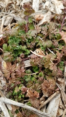 Lamium amplexicaule
