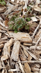 Lamium amplexicaule