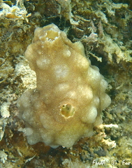 Phallusia mammillata