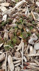 Lamium amplexicaule