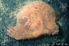 Microcosmus squamiger