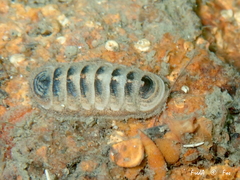 Lepidopleurus cajetanus