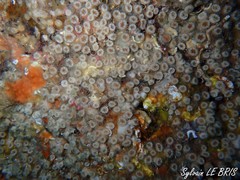 Polycyathus muellerae