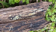 Mycoacia