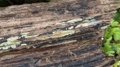 Mycoacia