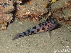 Thorogobius ephippiatus