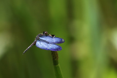 Zenithoptera lanei