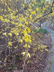 Forsythia giraldiana