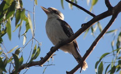 Dacelo novaeguineae novaeguineae