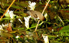 Spermestes cucullata scutata