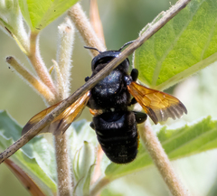 Callomegachile