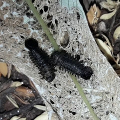 Chrysomelidae
