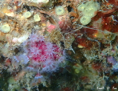 Alcyonium coralloides