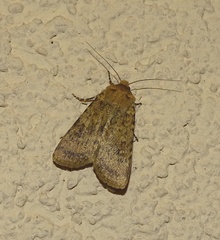 Rhyacia simulans