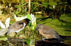 Spermestes cucullata scutata