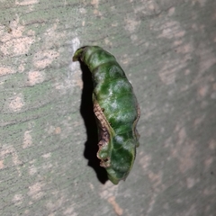 Lepidoptera