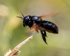 Callomegachile