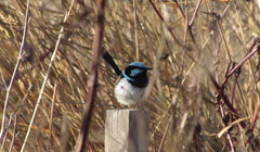 Malurus cyaneus cyanochlamys