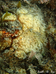 Aplidium turbinatum