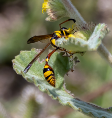 Delta campaniforme campaniforme