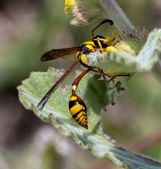 Delta campaniforme campaniforme