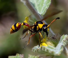 Delta campaniforme campaniforme