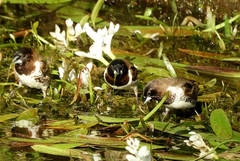 Spermestes cucullata scutata