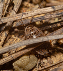Phyllodromica subaptera