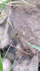 Diapontia uruguayensis