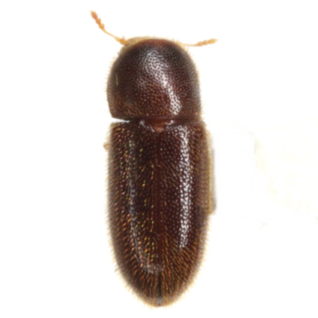 Cis creberrimus