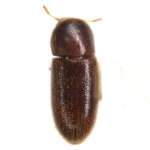 Cis creberrimus