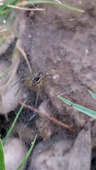 Diapontia uruguayensis