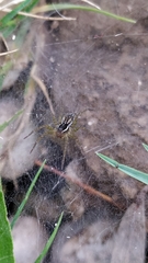 Diapontia uruguayensis