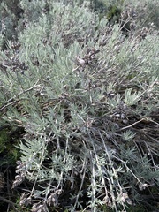 Tetradymia comosa