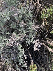 Tetradymia comosa