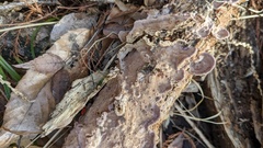 Phlebiopsis crassa