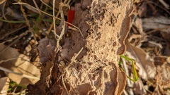 Phlebiopsis crassa