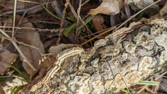 Phlebiopsis crassa