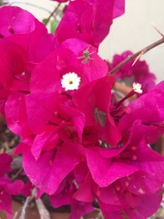Bougainvillea