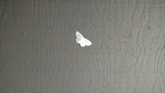Lomographa vestaliata