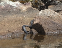 Pseudechis porphyriacus