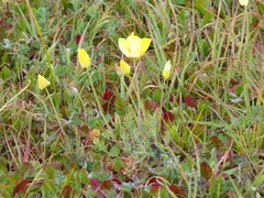 Eschscholzia lobbii