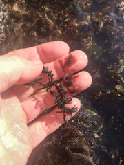 Callithamnion acutum