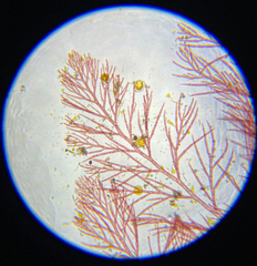 Callithamnion acutum