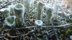 Cladonia humilis