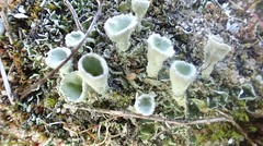 Cladonia humilis