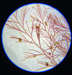 Callithamnion acutum