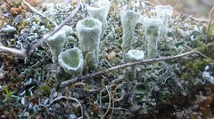 Cladonia humilis
